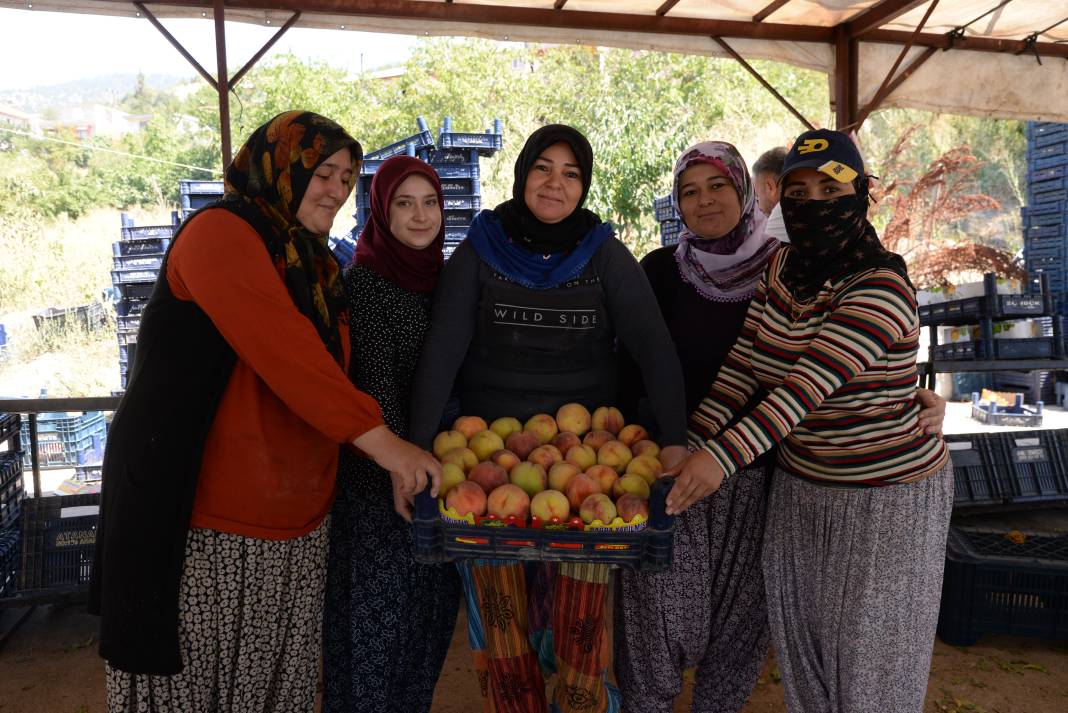 Tarlada kilosu 12 lira fabrikaya 8 liraya satılıyor: Bu yıl hasadı bol olacak 2